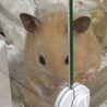 ハムスターの赤ちゃん サムネイル4