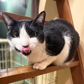 甘えん坊の男の子　レオ