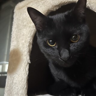 真っ黒　りくちゃん