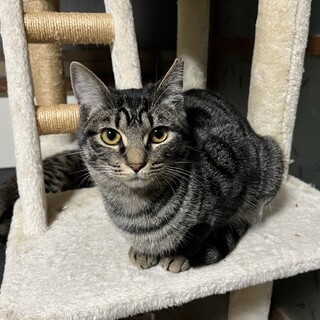 キジトラひばりちゃん