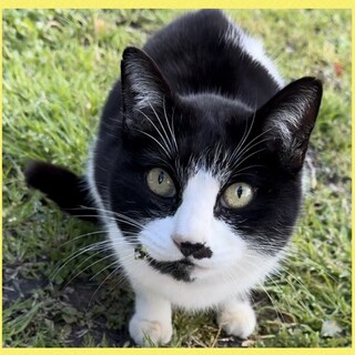 <急募>元飼い猫　人慣れした可愛い子です