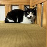 <急募>元飼い猫　人慣れした可愛い子です サムネイル2
