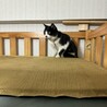 <急募>元飼い猫　人慣れした可愛い子です サムネイル3
