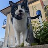 <急募>元飼い猫　人慣れした可愛い子です サムネイル4