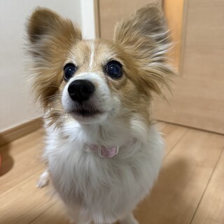 人が大好き！パピヨンのユルちゃん