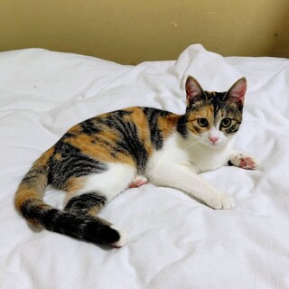 【3/29東銀座】ららちゃん★８ヵ月♪