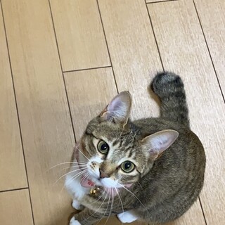 人懐っこくて甘えん坊♡5歳の女の子猫