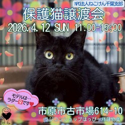ねこけん千葉支部　譲渡会