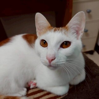 前髪パッツン♪　元気いっぱい　茶四郎♂