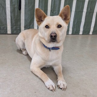 穏やかな性格『スズ』13キロ