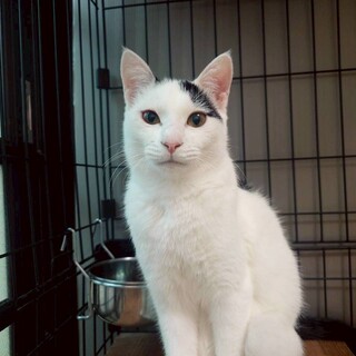 元気いっぱい♪ツンデレ白黒男子　ハッピー♂