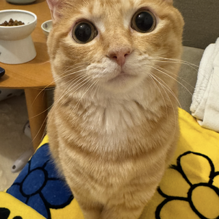 甘えん坊でお膝乗りが大好きな子