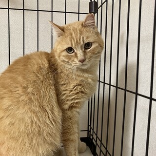 茶虎のチャーミーちゃん