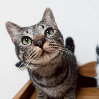 和菓子４兄妹キジトラ男子　ゆべし♂