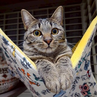 和菓子４兄妹キジトラ女子  おたべ♀