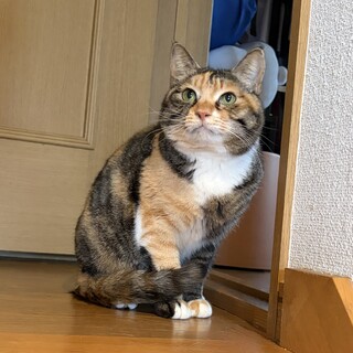 【4/5赤羽橋】初心者◎人馴れしている穏やかな子