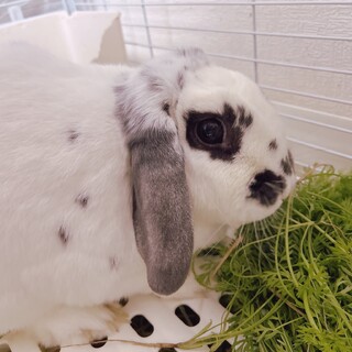 ロップイヤーの家族になってください！