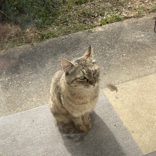 トライアル中！ ビビりのムギワラちゃん♡