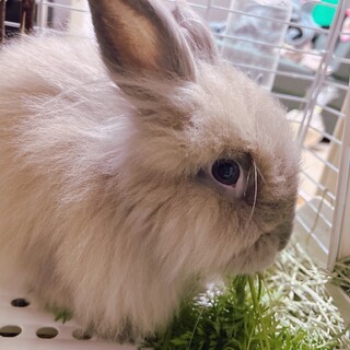 ライオンラビット可愛がってください