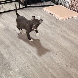 ピットコリー2ヶ月男の子