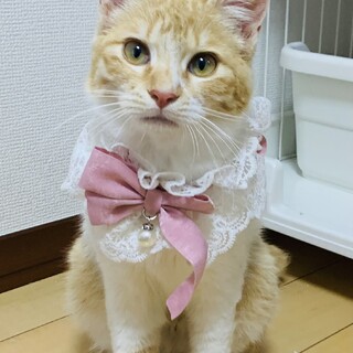 ③かぼす　ゴロゴロ甘えん坊　珍しい茶白の女の子