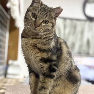 【3/29東銀座】シナモンくん★５ヵ月半♪