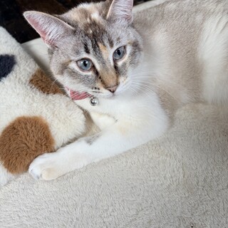 穏やかすぎて愛しい珠花