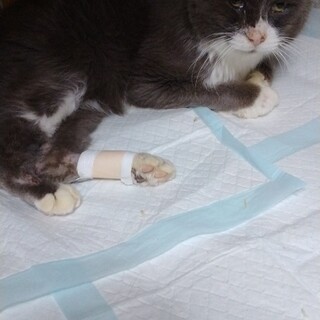 重篤病気と闘っている 文蔵君