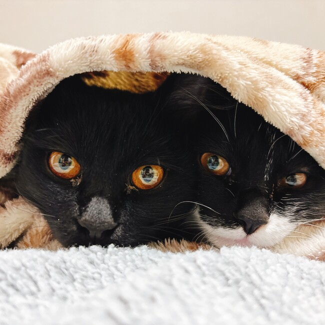 みなたにのカバー写真