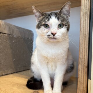 白キジの甘えん坊♪人も猫も大好きな梅ちゃん