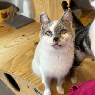 ブルーアイが美しい白グレーの甘えん坊ボーイ