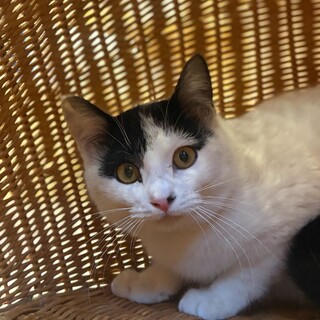 白黒むっちり9ヶ月！ビビリだけど猫が大好き