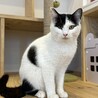 白黒むっちり9ヶ月！ビビリだけど猫が大好き