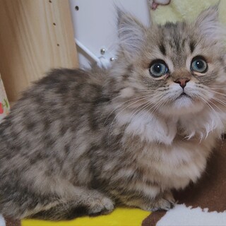 短足ミヌエットの女の子/4ヶ月