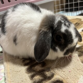 ただいま交渉中ホーランドロップ垂れ耳ユキちゃん