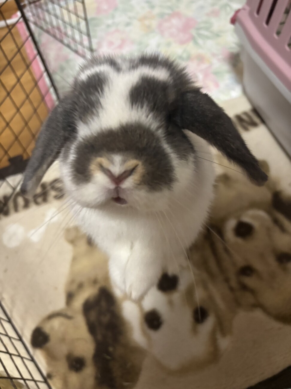 ただいま交渉中ホーランド...」愛知県 - 小動物の里親募集(537926) 3枚 