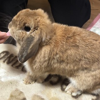 ただいま交渉中ホーランドロップ垂れ耳まるちゃん