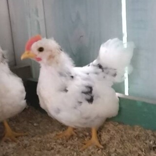 碁石チャボ　たぶんオス　中ひな①