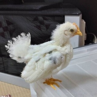 碁石チャボ　たぶんオス　中ひな②