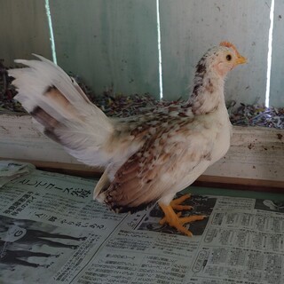 碁石チャボ　たぶんオス　中ひな③