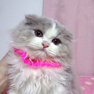 ふわふわ♪長毛スコティシュ♪ナナちゃん 3カ月弱