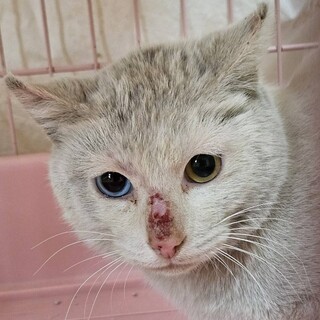 急募！来週リリース　ボロボロのオッドアイの男の子