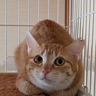 狭い檻の中に閉じ込められていました