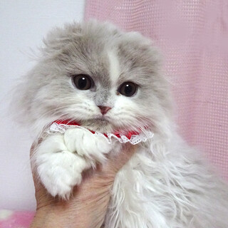 ふわふわ♪長毛スコティシュ♪ネネちゃん 3カ月弱