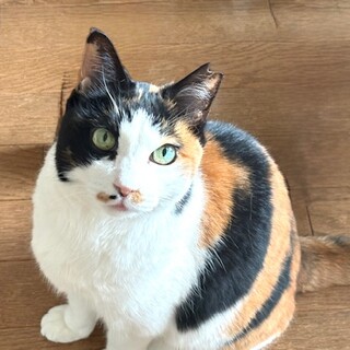 人が大好きな三毛猫さん　穏やかな大人猫