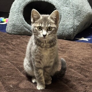 【3/29東銀座】いのちゃん★４ヵ月半♪