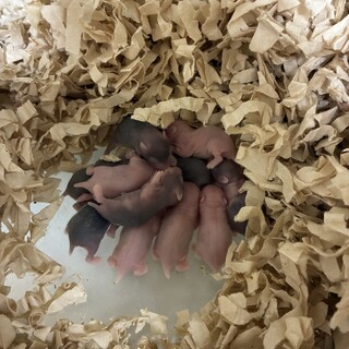 ハムスターの赤ちゃん