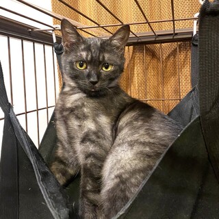 【3/29東銀座】セイアちゃん★６ヵ月♪