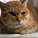 事故で怪我の治療中のチャト