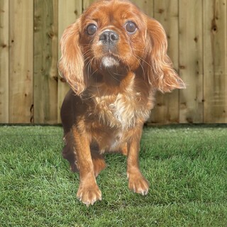 キャバリアの女の子